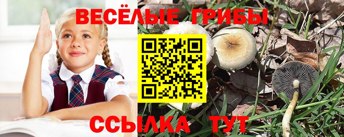 Псилоцибиновые грибы Psilocybe  Вход с VPN  цена   Сегежа  Псилоцибиновые грибы MAGIC MUSHROOMS 